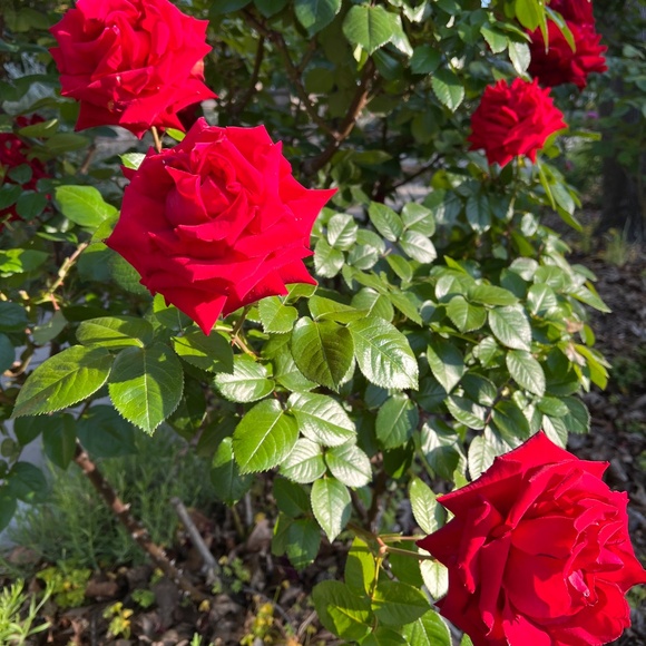 Meet your Posher, T - Picture 6 of 10